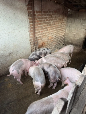 Vand purcei din august 2025 - imagine 5