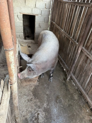 Porc de vânzare   crescut natural, ca pe vremea bunicilor - imagine 5