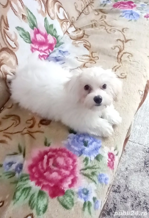 bișon maltez talie mică