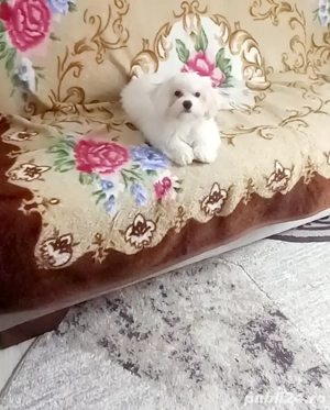  catel bison maltez - imagine 2