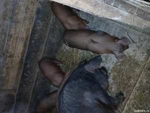 Vând purcei duroc rasă pură  - imagine 3