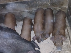 Vând purcei duroc rasă pură  - imagine 4