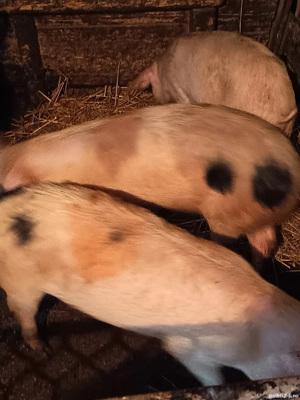 Porci de vanzare pentru rotisor în jur de 55-60kg                                pret 800 lei bucata - imagine 4