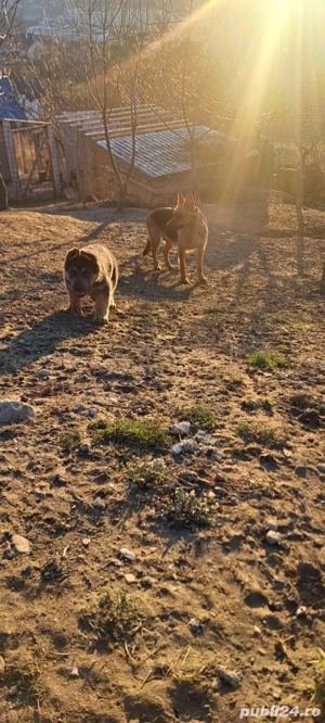 Vând puiuți de Ciobanesc german  - imagine 3