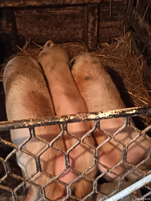 Porci de vanzare pentru rotisor în jur de 55-60kg                                pret 800 lei bucata - imagine 3