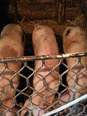 Porci de vanzare pentru rotisor în jur de 55-60kg                                pret 800 lei bucata - imagine 2