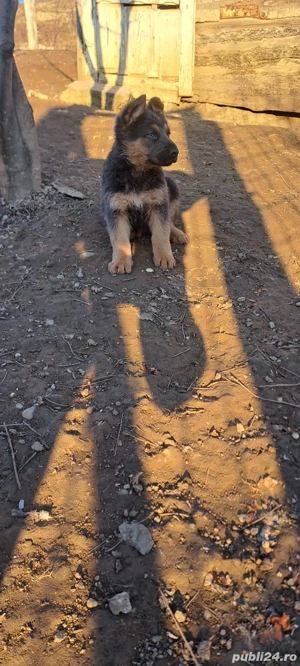 Vând puiuți de Ciobanesc german  - imagine 4