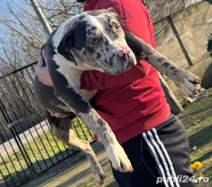 American Bully XL  - imagine 2