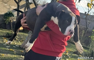 American Bully XL  - imagine 3