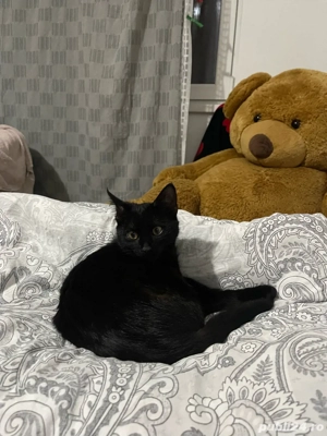 pisicuta spre adoptie, gratuit - imagine 3