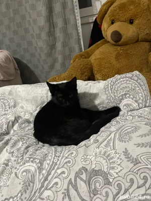 pisicuta spre adoptie, gratuit - imagine 4