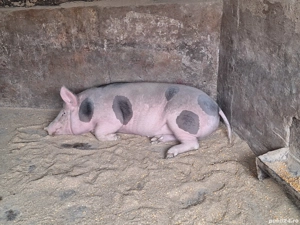 Vând 1 porc nu este de ferma are coada  - imagine 4