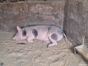 Vând 1 porc nu este de ferma are coada  - imagine 3