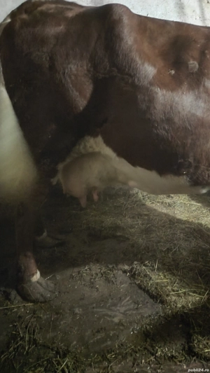 Vând vacă și vițel  - imagine 2