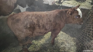 Vând vacă și vițel  - imagine 5