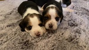 Vând câini, rasa beagle - imagine 3