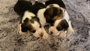 Vând câini, rasa beagle - imagine 2