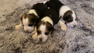 Vând câini, rasa beagle - imagine 5