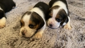 Vând câini, rasa beagle - imagine 4