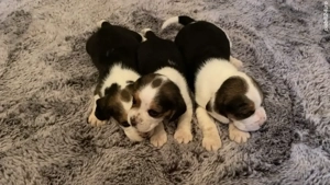 Vând câini, rasa beagle