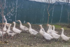 Gâscă și gâscan  - imagine 2