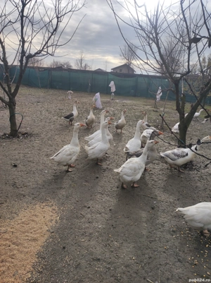 Gâscă și gâscan  - imagine 4
