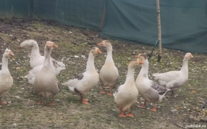 Gâscă și gâscan  - imagine 5