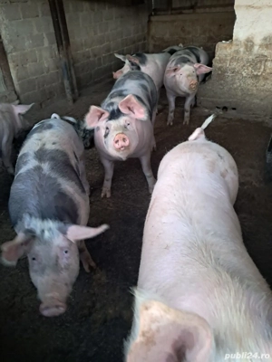 Porci de vânzare 