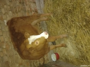 Dau la schimb pe o vaca 10 capre și o vitea de 5 luni  - imagine 4