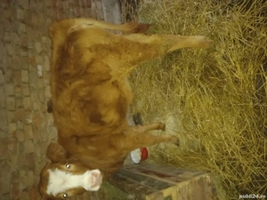 Dau la schimb pe o vaca 10 capre și o vitea de 5 luni  - imagine 5