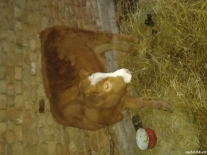 Dau la schimb pe o vaca 10 capre și o vitea de 5 luni  - imagine 2