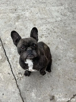 Bulldog francez 