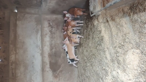 purcei 6-7 săptămâni