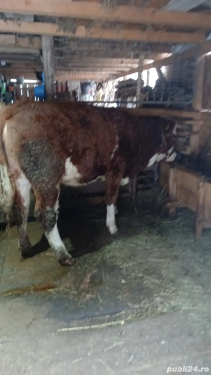 vand junica originala baltata tomaneasca - imagine 2