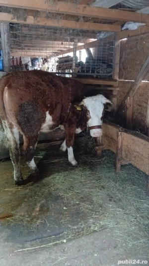 vand junica originala baltata tomaneasca - imagine 3