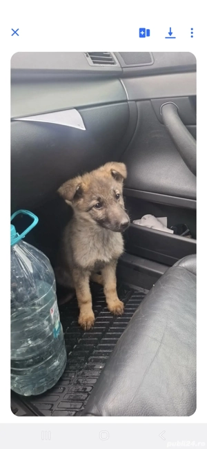 donez f ciobanesc malinois