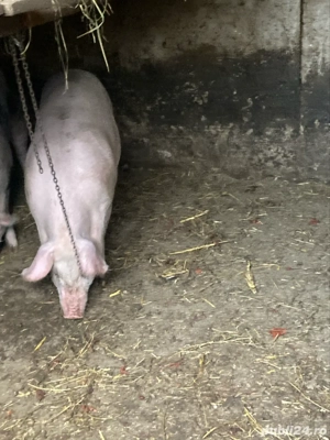 scrofita gestanta de vanzare - imagine 4