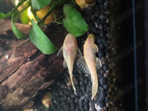 Melci Pomacea, creveti Red Cherry, sanitari și moss 3 lei - imagine 5