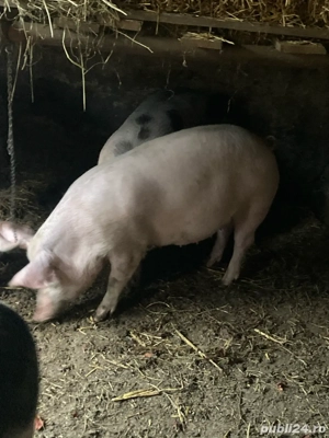 scrofita gestanta de vanzare - imagine 3