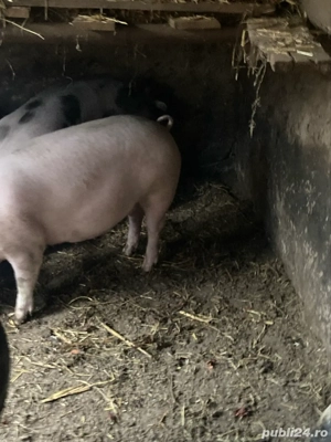 scrofita gestanta de vanzare - imagine 2