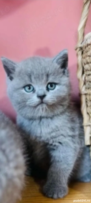 British blue!!!!  asiguram transport 