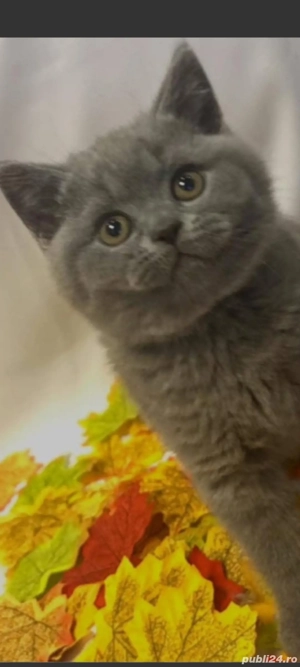 British Shorthair!!!