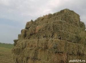 Baloti lucerna cu iarba