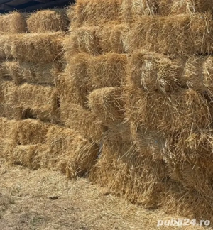 Baloti paie grau si orzoaica