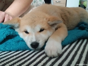 Căței akita inu japonez 