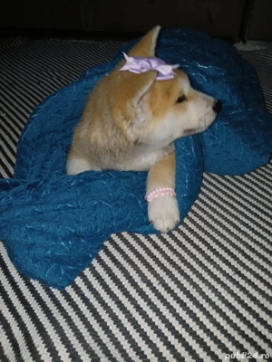 Căței akita inu japonez  - imagine 3
