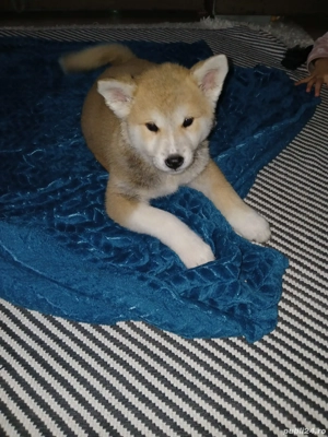 Akita inu japonez