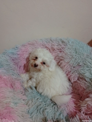 Bichon Malteze  - imagine 3