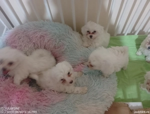 Bichon Malteze  - imagine 5