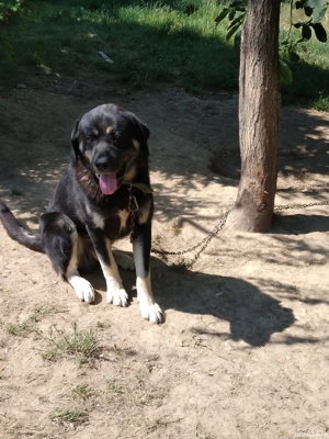 Donez urgent câini ciobănești  - imagine 3